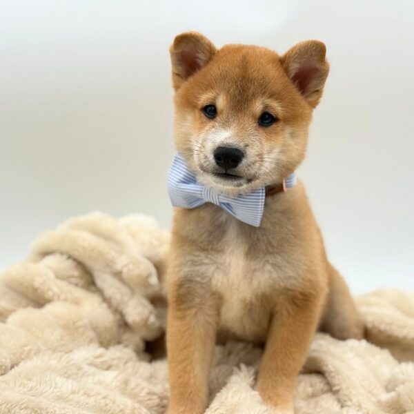 [#2656-02]  - Red M Shiba Inu Puppies for Sale
