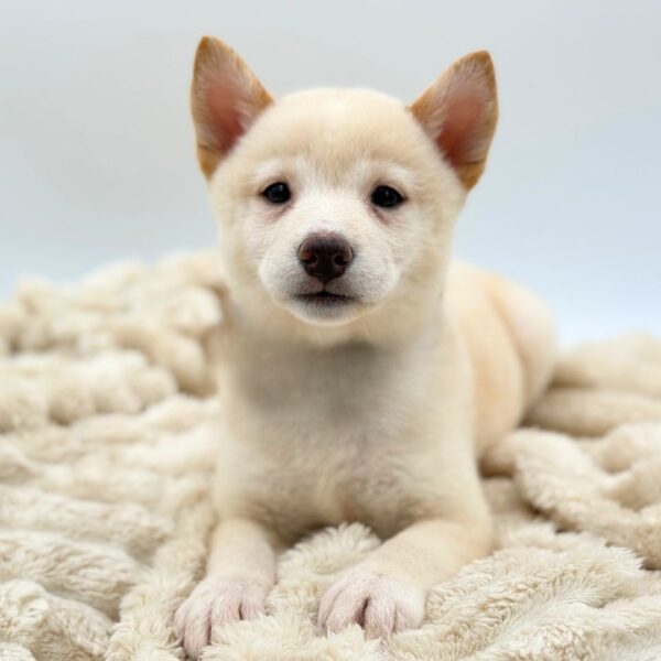 [#2656-04]  - Cream F Shiba Inu Puppies for Sale
