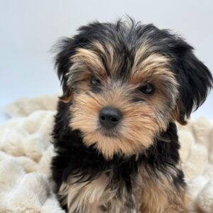 Petland Novi, Michigan Yorkshire Terrier puppy available