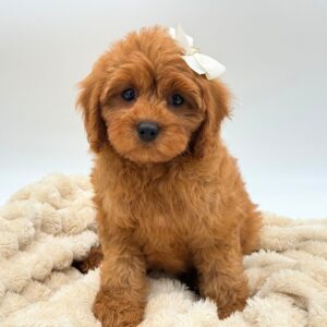 Petland Novi, Michigan Cavapoo puppy available