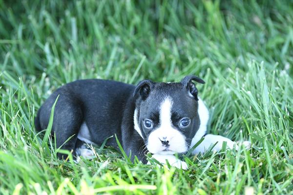 [#261689-02]  - Black / White M Boston Terrier Puppies for Sale