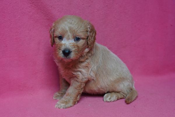 [#261735-03]  - Apricot M Goldendoodle Mini Puppies for Sale