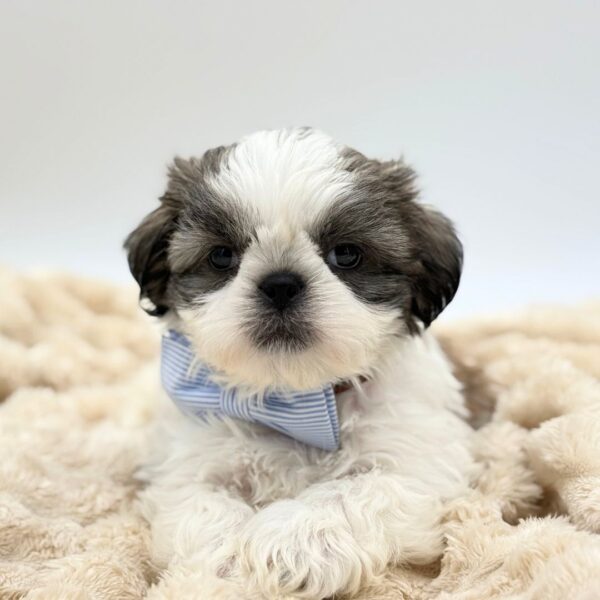 [#261477-02]  - Brown / White M Shih Tzu Puppies for Sale