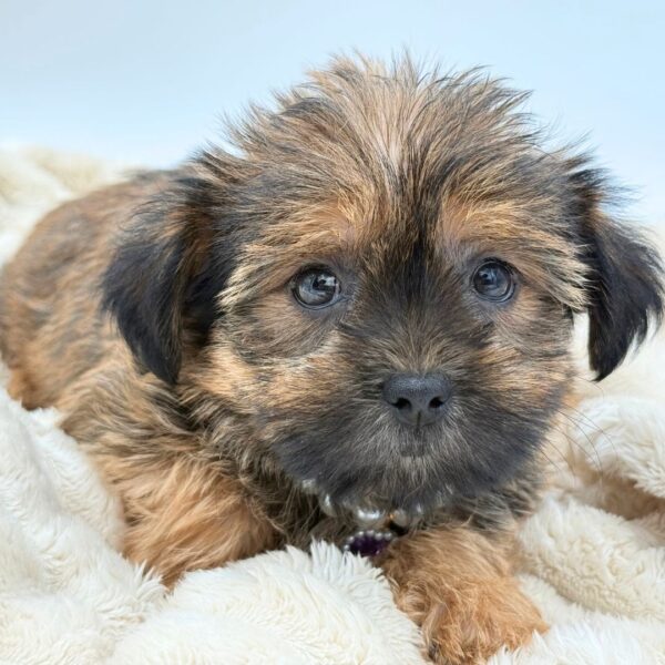 [#261323-03]  - Brindle F Shorkie Puppies for Sale