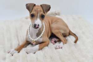 Petland Novi, Michigan Italian Greyhound puppy available