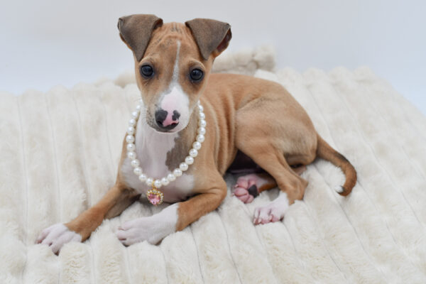 [#261501-03]  - Red / White F Italian Greyhound Puppies for Sale