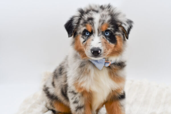 [#261522-03]  - Blue Merle M Australian Shepherd Puppies for Sale