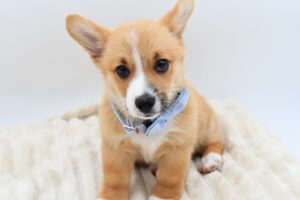 Petland Novi, Michigan Pembroke Welsh Corgi puppy available
