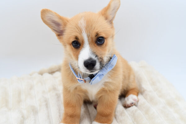 [#261865-01]  - Red / White M Pembroke Welsh Corgi Puppies for Sale