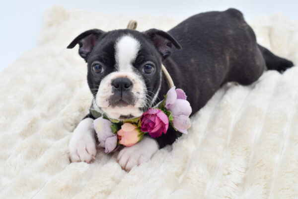 [#261341-03]  - Black / White F Boston Terrier Puppies for Sale