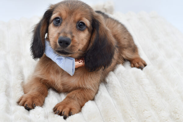 [#261386-03]  - Chocolate / Tan M Dachshund Puppies for Sale
