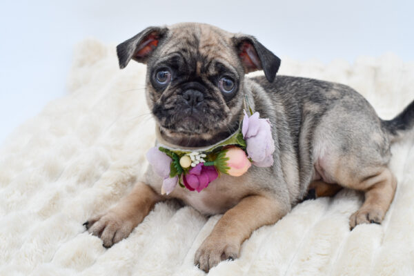 [#261392-02]  - Black F Pug Puppies for Sale