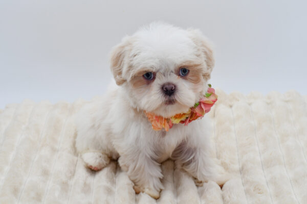 [#261405-04]  - Tan / White F Shih Tzu Puppies for Sale
