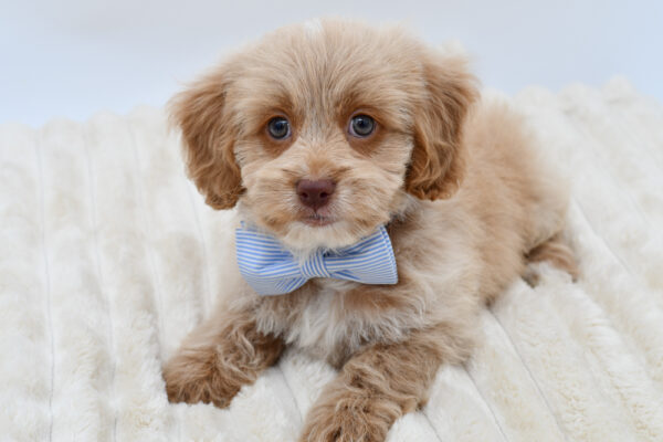 [#261432-04]  - Red M Cockadoodle F1 Puppies for Sale