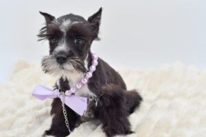 Miniature Schnauzer (F) 40357