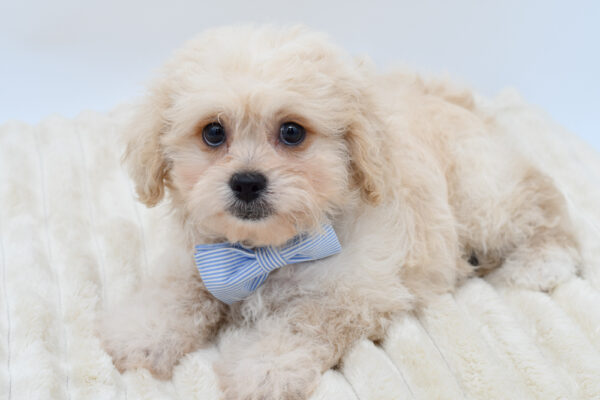 [#261439-02]  - Red M PekeAPoo Puppies for Sale