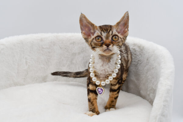 [#261352-02]  - Black / White F Devon Rex Kittens for Sale