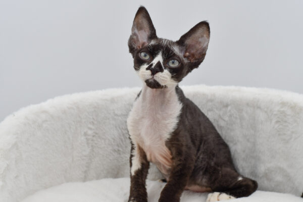 [#261537-02]  - Black M Devon Rex Kittens for Sale