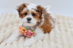 Petland Novi, Michigan Teddy Bear puppy available