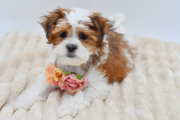 [#261570-04]  - Brown / White F Teddy Bear Puppies for Sale
