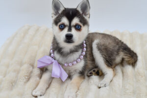 Alaskan Klee Kai (F) 40363