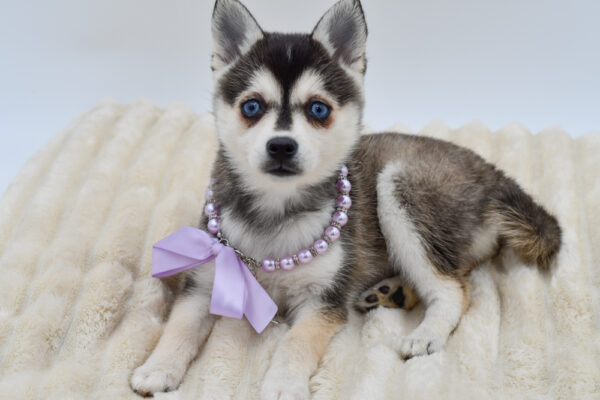 [#261662-01]  - Black / White F Alaskan Klee Kai Puppies for Sale