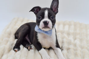 Petland Novi, Michigan Boston Terrier puppy available