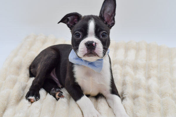 [#261689-02]  - Black / White M Boston Terrier Puppies for Sale