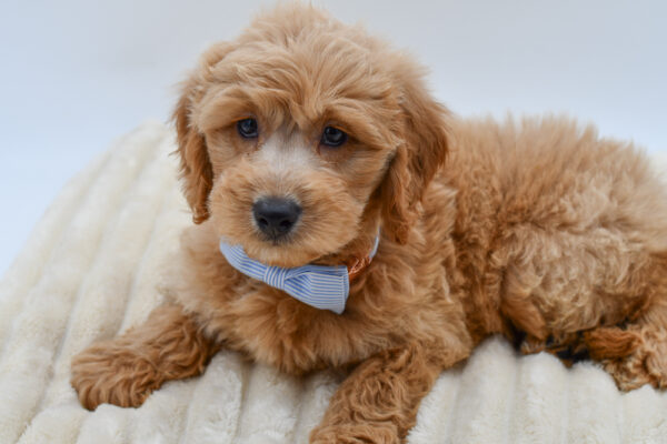 [#261735-03]  - Apricot M Goldendoodle Mini Puppies for Sale
