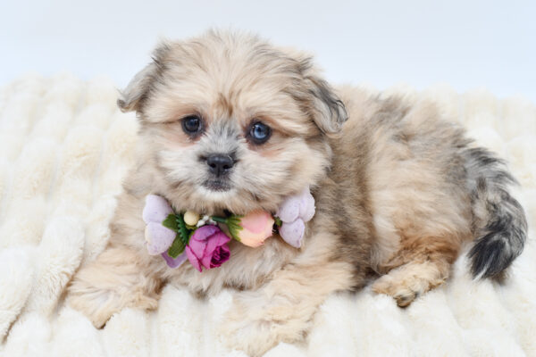 [#261751-03]  - Brown F Shiranian Puppies for Sale