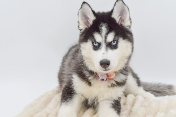 [#261760-03]  - Black / White F Siberian Husky Puppies for Sale