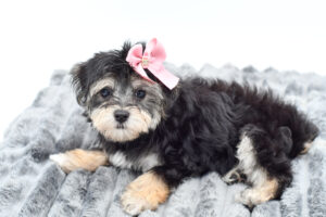 Petland Novi, Michigan Morkie puppy available