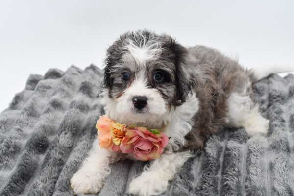 [#261462-06]  - Blue Merle / White F ShihPoo Puppies for Sale
