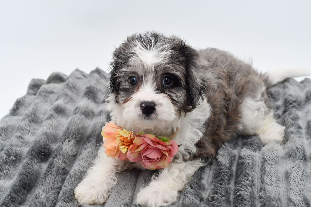 Shihpoo in Canton, MI
