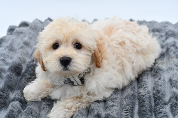 [#261482-02]  - Cream M Maltipoo Puppies for Sale