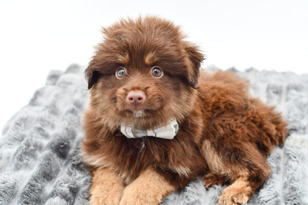 [#261517-02]  - Red M Toy Australian Shepherd Puppies for Sale