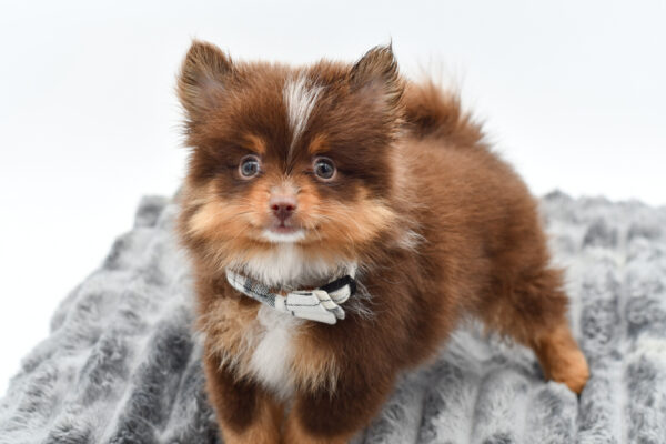 [#261525-01]  - Chocolate M Pomeranian Puppies for Sale