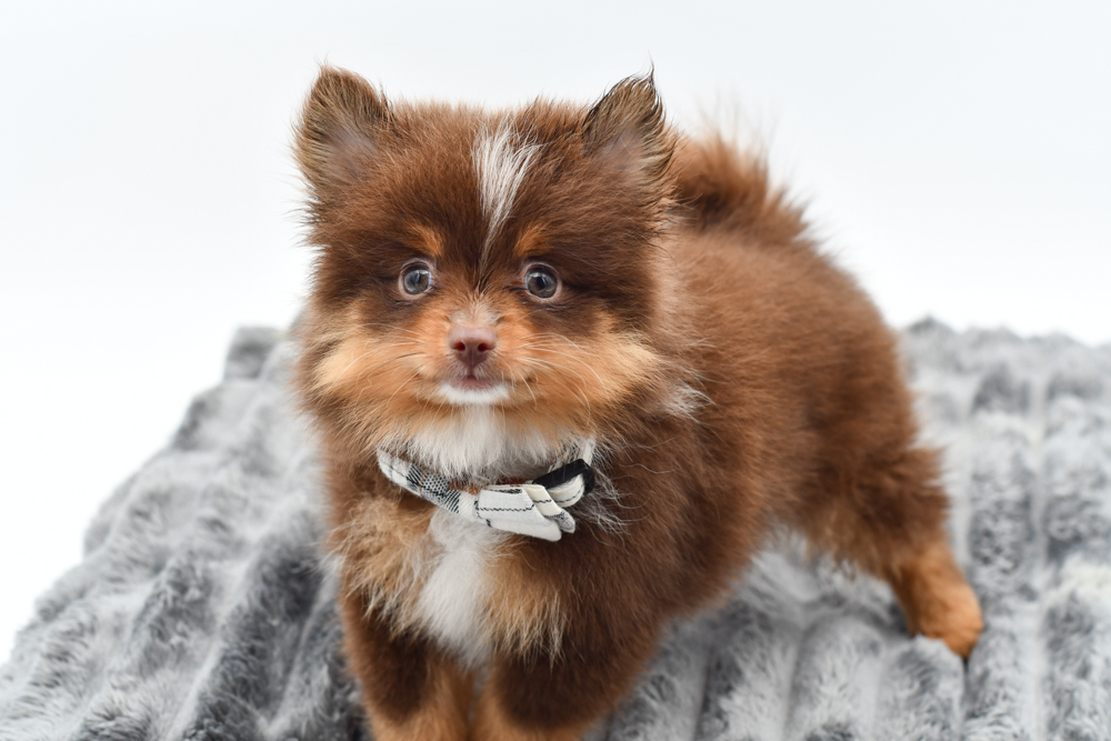 Pomeranian in Detroit, MI