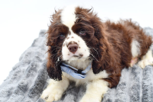 [#261527-02]  - Chocolate / White M Cocker Spaniel Puppies for Sale