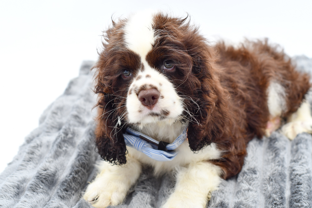 Cocker Spaniel (M) 40407