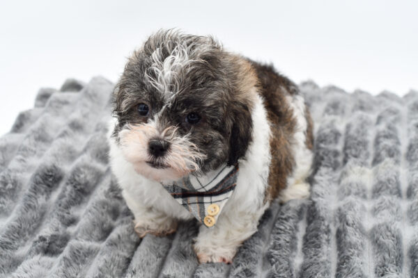 [#261534-02]  - Brindle / White M Daisy Dog Puppies for Sale
