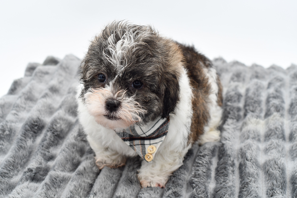 Daisy Dog (M) 40408