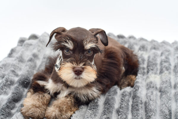 [#261560-04]  - Liver / Tan M Miniature Schnauzer Puppies for Sale