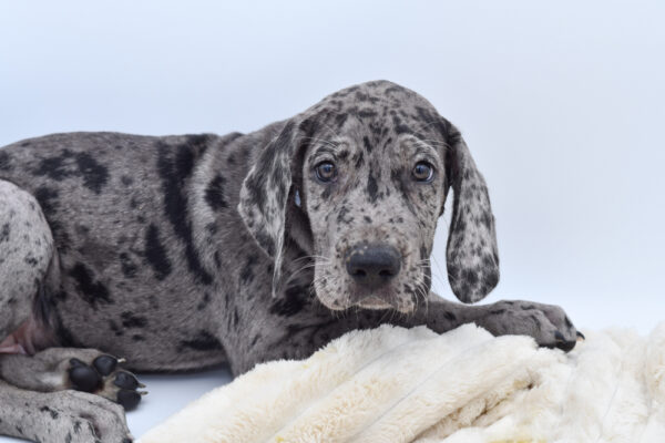 [#26222-02]  - Blue Merle M Great Dane Puppies for Sale