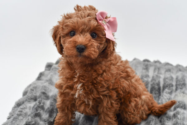 [#261837-02]  - Red F Goldendoodle Mini Puppies for Sale