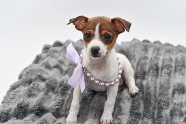 [#261944-04]  - Sable / White F Toy Fox Terrier Puppies for Sale