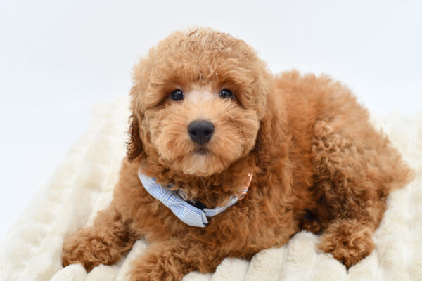 [#261738-02] Noah - Red M Mini Goldendoodle 2nd Gen Puppies for Sale
