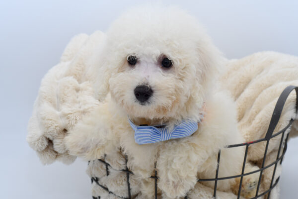 [#261770-03] Harley - White M Bichon Frise Puppies for Sale