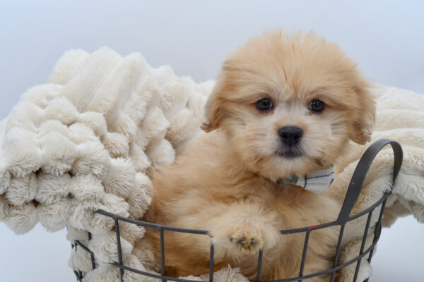 [#261820-01] Copper - Brown M Shiranian Puppies for Sale