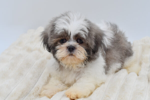 [#261835-01] Wrigley - Silver & White M Shih Tzu Puppies for Sale